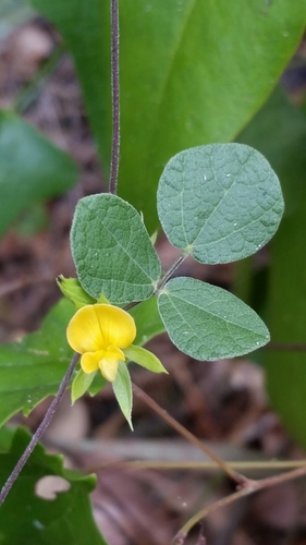 Image of Rhynchosia cinerea by (c) Jay Horn, some rights reserved (CC BY)