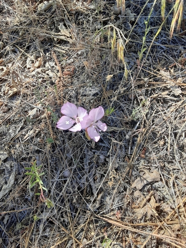 Dudley's clarkia (Clarkia dudleyana)
