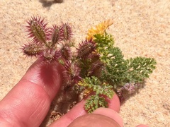 Daucus pumilus