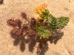 Daucus pumilus