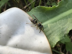 Vespula flaviceps