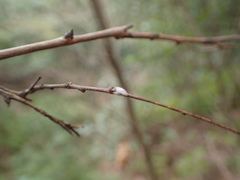 Wikstroemia sikokiana
