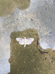 Blepharomastix ranalis