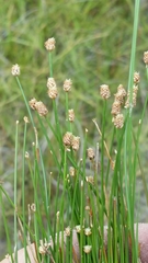 Eleocharis geniculata