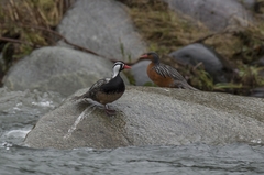 Merganetta armata armata