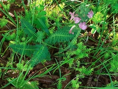 Pedicularis gyroflexa