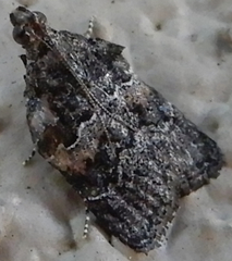 Satole ligniperdalis