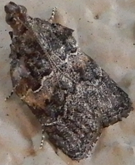 Satole ligniperdalis