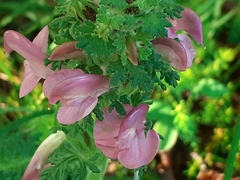 Pedicularis gyroflexa