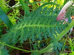 Pedicularis gyroflexa