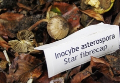 Inocybe asterospora