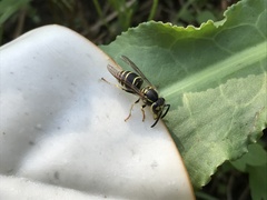Vespula flaviceps