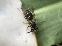 Vespula flaviceps