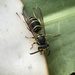 Common Asian Yellowjacket - Photo (c) Casey Borowski Jr., some rights reserved (CC BY-NC-ND)
