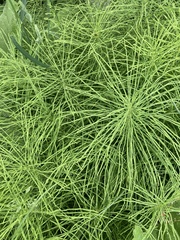 Equisetum palustre