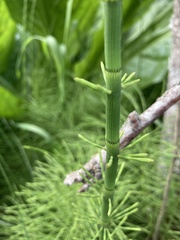 Equisetum palustre
