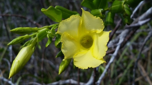Pentalinon luteum