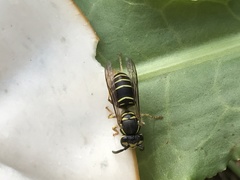 Vespula flaviceps