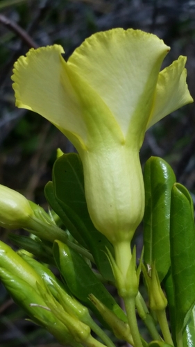 Pentalinon luteum