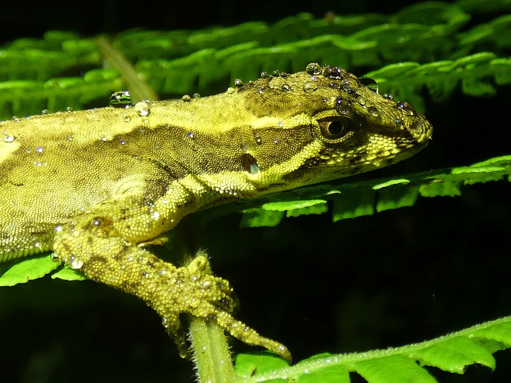 West Panamanian Anole