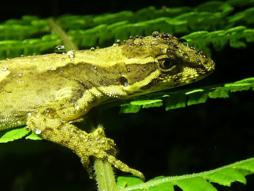 West Panamanian Anole