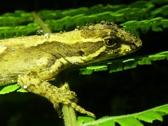 Anolis magnaphallus