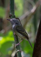 Tolmomyias
