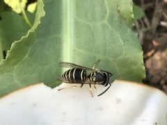 Vespula flaviceps
