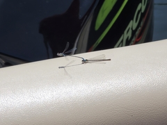 Chromagrion conditum