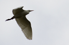 Bubulcus ibis