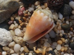 Conus miliaris