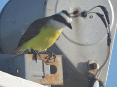 Pitangus sulphuratus