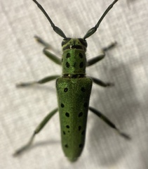 Saperda punctata