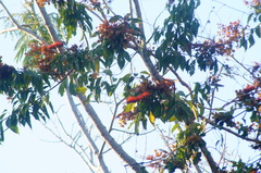 Combretum farinosum