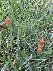 Conocybe deliquescens