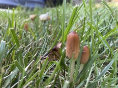 Conocybe deliquescens
