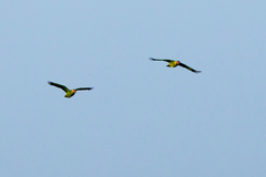 Amazona autumnalis autumnalis