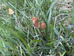 Conocybe deliquescens