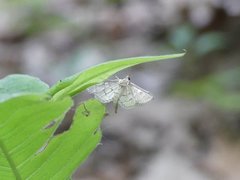 Blepharomastix ranalis