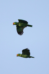 Amazona autumnalis autumnalis