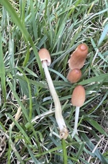 Conocybe deliquescens