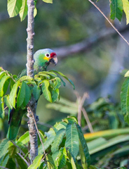 Amazona autumnalis autumnalis