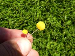 Calceolaria filicaulis
