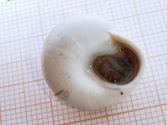 Sphincterochila candidissima