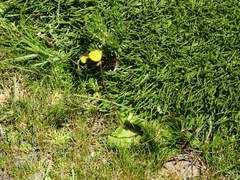 Calceolaria filicaulis