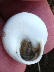 Sphincterochila candidissima