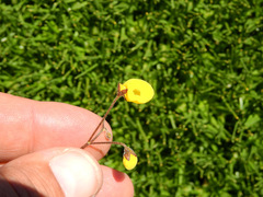 Calceolaria filicaulis