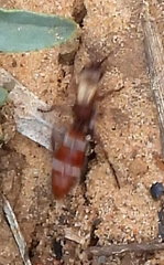 Typhoctes peculiaris