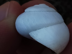Sphincterochila candidissima
