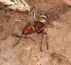 Typhoctes peculiaris